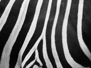 zerbra hair black and white striped