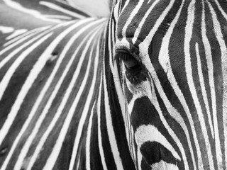 Obraz na płótnie Canvas eye of zebra closeup