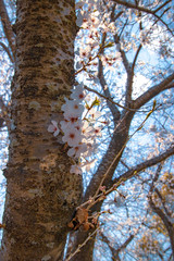 tree in spring