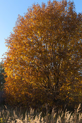 Young tree, aspen against the blue sky. Golden leaves on the tree. Golden autumn, Sunny evening.
