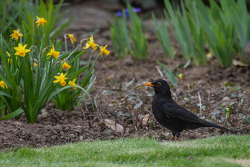 a blackbird standing on grass beside some daffodils