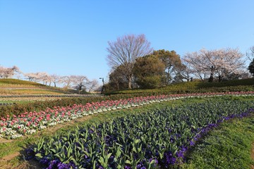 Fototapeta premium 馬見丘陵公園の春