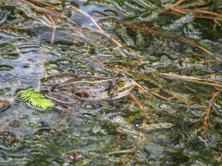 Wasserfrosch