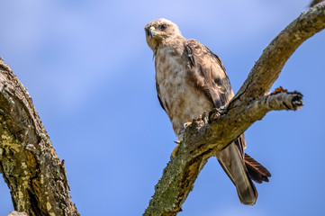 Steppe Buzzard scanning for prey from his elevated perch 