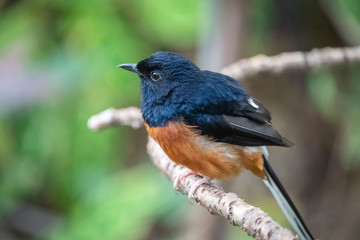 bird on a branch side looking