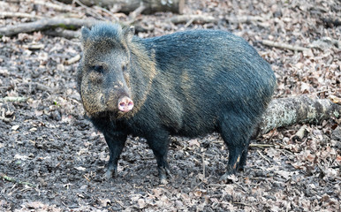 wild boar in the forest