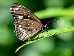 Common Crow or Oleander Butterfly