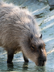 Capybara Drinking Front Quarter