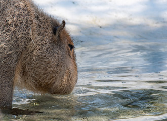 Capybara drinking water headshot