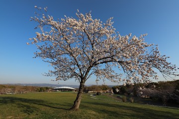 馬見丘陵公園の春