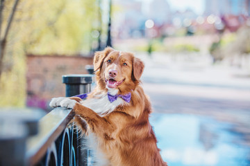 Nova Scotia Duck Tolling Retriever dog