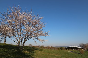Obraz premium 馬見丘陵公園の春