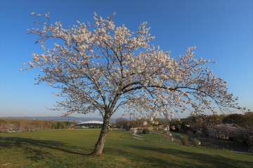 馬見丘陵公園の春
