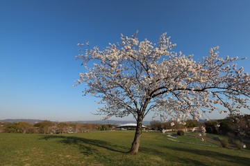 馬見丘陵公園の春