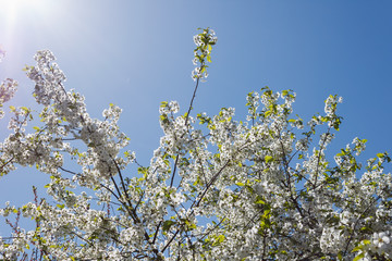 Flowering cherry on the background of a blue sky and sunlight. Background 