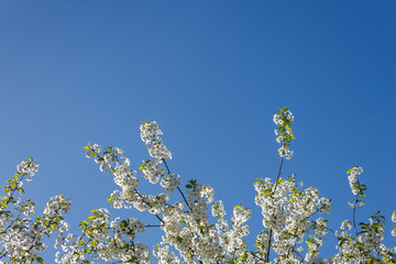 Flowering cherry on the background of a blue sky. Copy space.Background