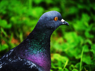 Rock pigeon