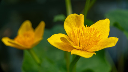 yellow flower