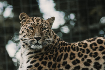 portrait of a leopard