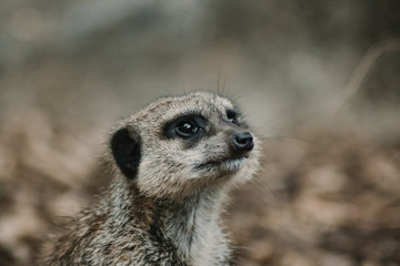 Fototapeta premium meerkat on guard