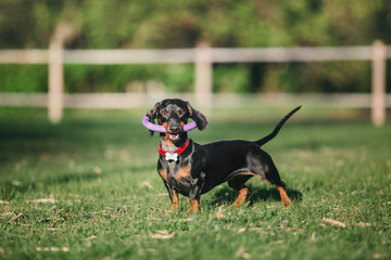 Dachshund dog on the grass