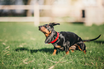 Dachshund dog on the grass
