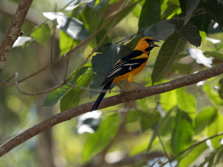 Altamira oriole, Icterus gularis, in the forest branches, Honduras