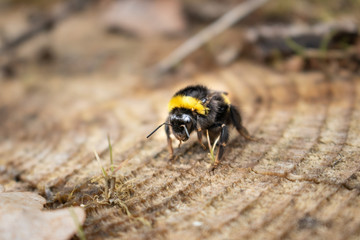 Bee on Tree