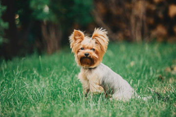 Yorkshire terrier dog on the grass