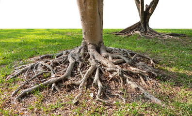 Trunk and big tree roots spreading out beautiful in the tropics. The concept of care and environmental protection.