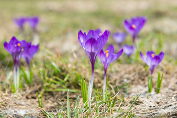 Field with spring violet flowers crocuses with soft background