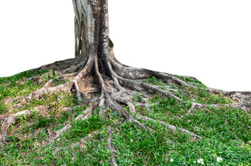 Trunk and big tree roots spreading out beautiful in the tropics. The concept of care and environmental protection.