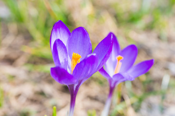 Macro shot of spring violet flowers crocuses with soft background