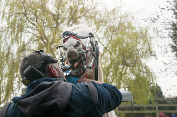 Horse Dentist