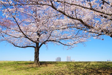 桜と青空