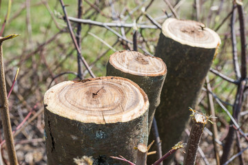 Fototapeta premium Trunks of cut trimmed trees at spring
