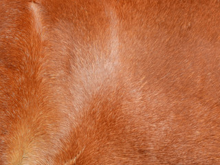 brown horse fur texture