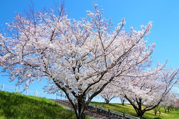 Fototapeta premium 土手の桜