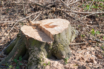 Stump from big removed tree in the forest