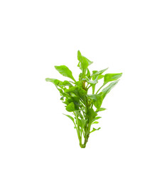 watercress isolated on white background