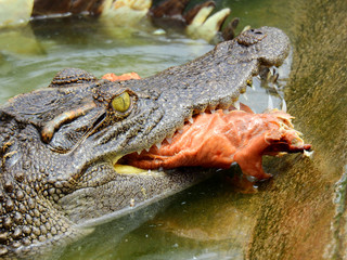 Crocodile eats roasted duck