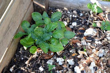 Potato plant growing inside a compost box