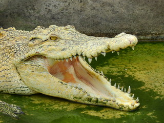 Crocodile with open mouth