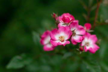 pink flower