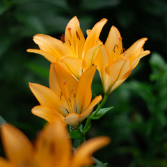 Obraz premium Orange Flower