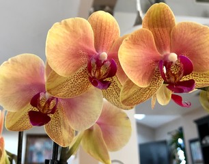 Colorful Orchids