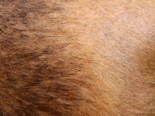 bear fur wet texture
