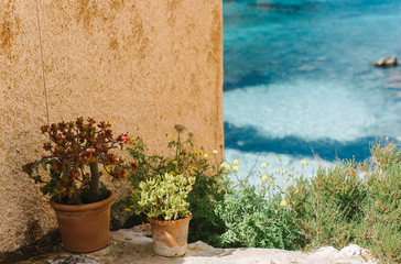 Kleine Pflanzkübel am meer mit türkisfarbenen Meer im Hintergrund