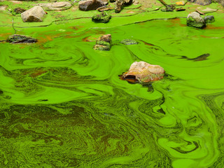 green water with moss texture