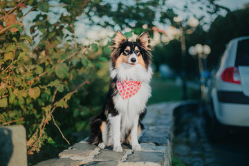 Shetland sheepdog puppy at the sunset on the autumn background